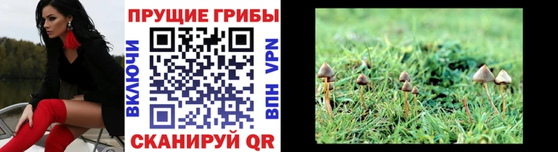 мега зеркало  Гатчина  Галлюциногенные грибы Magic Shrooms 