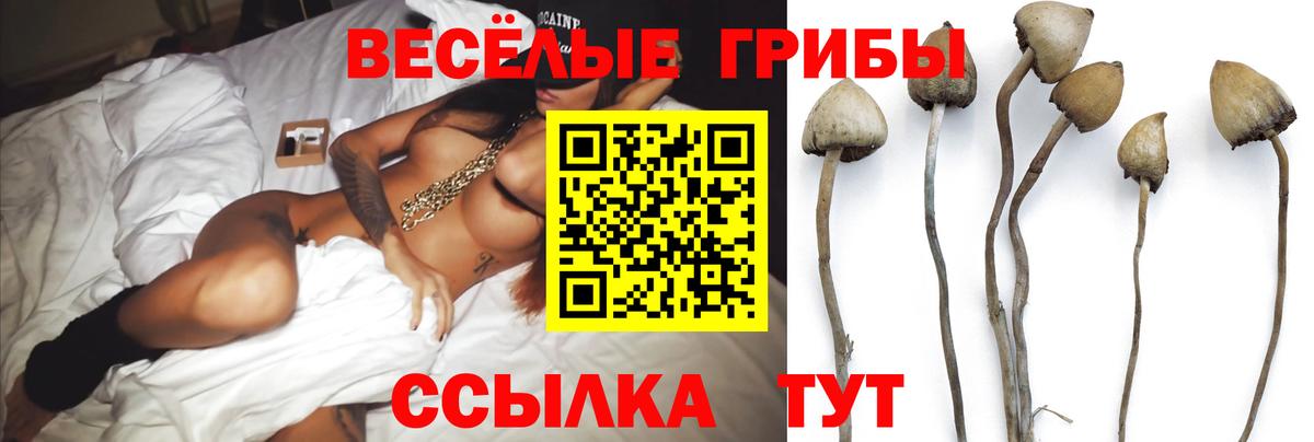 купить наркотики сайты  Вход с VPN  Гатчина  Галлюциногенные грибы MAGIC MUSHROOMS  Псилоцибиновые грибы Cubensis 